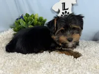Peter, a male Yorkshire Terrier for sale in Waynesville, MO – 3 of 10