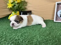 Claire, a female Pekingese for sale in Waynesville, MO – 3 of 3