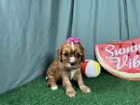Raylynn, a female Cavalier King Charles Spaniel for sale in Waynesville, MO – 2 of 3