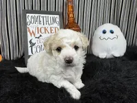 Sully, a male Maltipoo for sale in Waynesville, MO – 2 of 3