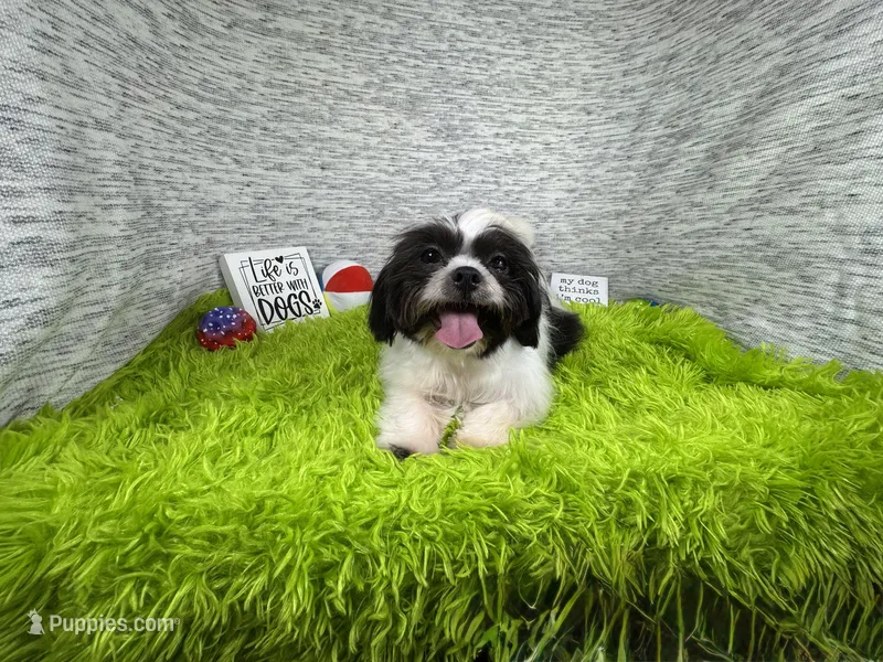 Grey – Shih Tzu puppy for sale in Waynesville, MO