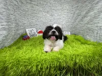 Grey, a male Shih Tzu for sale in Waynesville, MO – 1 of 10