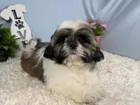Gus, a male Shih Tzu for sale in Waynesville, MO – 2 of 4
