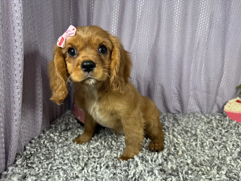 Renae – Cavalier King Charles Spaniel puppy for sale in Waynesville, MO