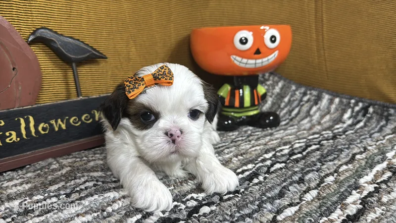 Taz – Shih Tzu puppy for sale in Waynesville, MO