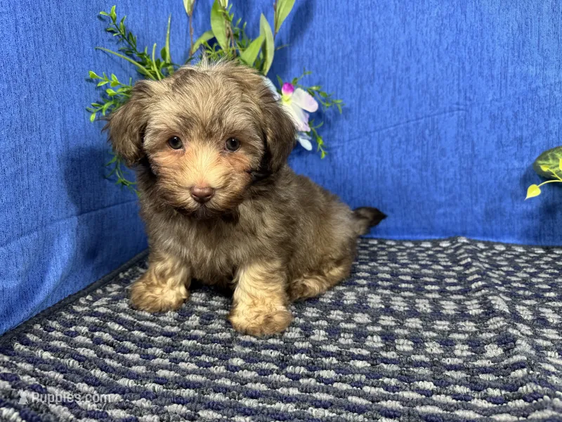 Magnus – Havapoo puppy for sale in Waynesville, MO