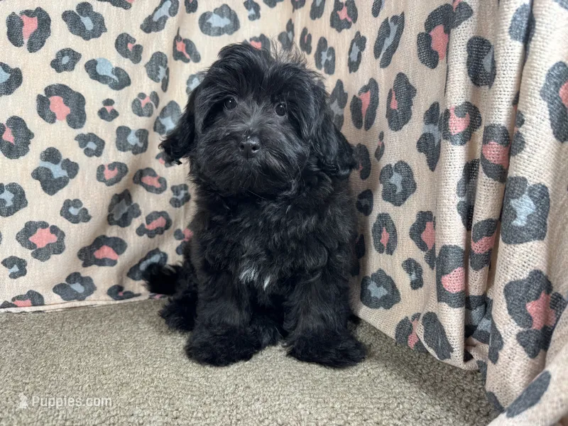 Angie – Havapoo puppy for sale in Waynesville, MO