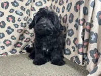 Angie, a female Havapoo for sale in Waynesville, MO – 1 of 9