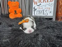 Gem, a female Shih Tzu for sale in Waynesville, MO – 2 of 3