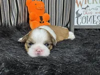 Troy, a male Shih Tzu for sale in Waynesville, MO – 3 of 3