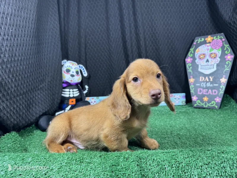 Pepsi – Miniature Dachshund puppy for sale in Waynesville, MO