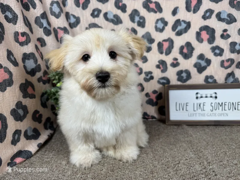 Kingston – Havanese puppy for sale in Waynesville, MO