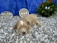Freddy, a male Maltipoo for sale in Waynesville, MO – 2 of 4