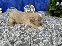 Freddy, a male Maltipoo for sale in Waynesville, MO – 1 of 4