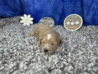 Freddy, a male Maltipoo for sale in Waynesville, MO – 3 of 4