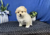 Balto, a male Pomapoo for sale in Waynesville, MO – 3 of 4