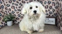 Izen, a male Havamalt for sale in Waynesville, MO – 2 of 10