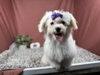 Dove, a female Maltipoo for sale in Waynesville, MO – 2 of 4