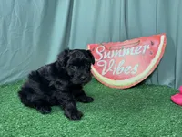 Paxton, a male Morkie for sale in Waynesville, MO – 2 of 3
