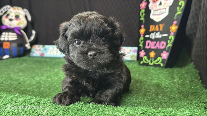 Boone – Peekapoo puppy for sale in Waynesville, MO