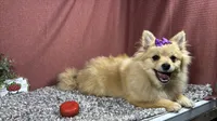 Posey, a female Pomeranian for sale in Waynesville, MO – 1 of 4