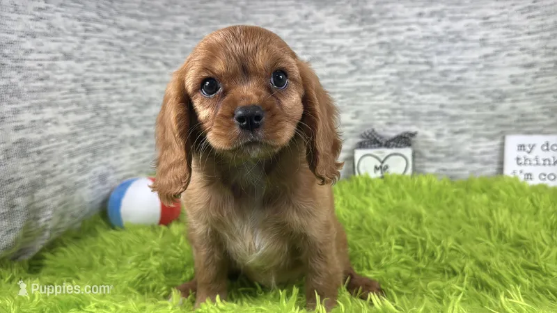 Renae – Cavalier King Charles Spaniel puppy for sale in Waynesville, MO