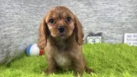 Renae, a female Cavalier King Charles Spaniel for sale in Waynesville, MO – 4 of 10