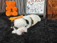 Taz, a female Shih Tzu for sale in Waynesville, MO – 2 of 3
