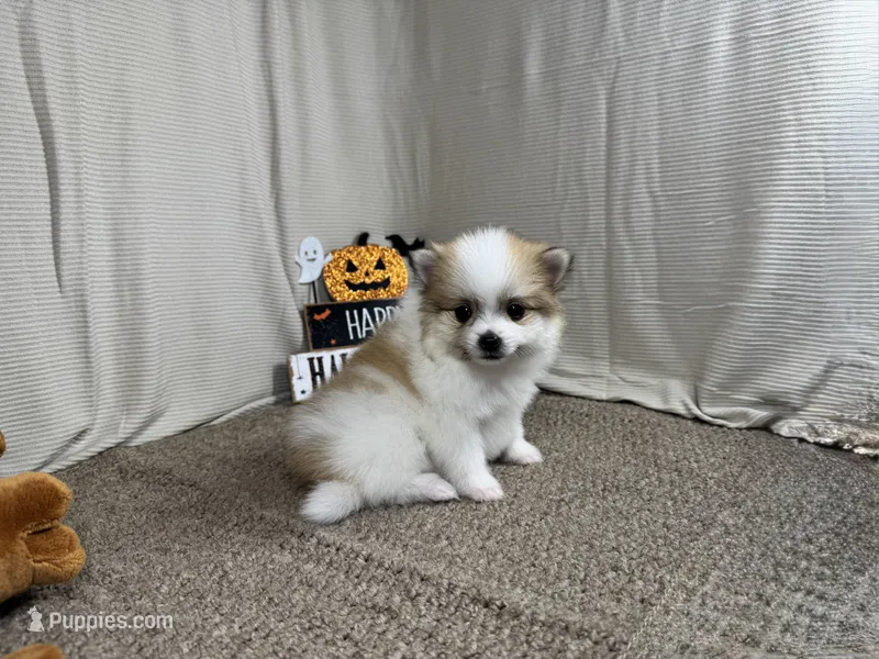 Malachi – Pomeranian puppy for sale in Waynesville, MO