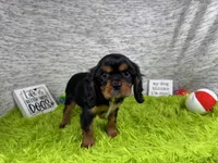Romeo, a male Cavalier King Charles Spaniel for sale in Waynesville, MO – 5 of 9
