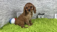 Renae, a female Cavalier King Charles Spaniel for sale in Waynesville, MO – 5 of 10