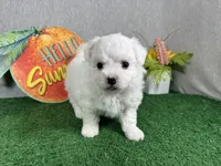 Ice, a male Maltipoo for sale in Waynesville, MO – 2 of 4