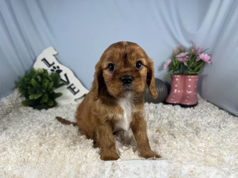 Ruffus – Cavalier King Charles Spaniel puppy for sale in Waynesville, MO