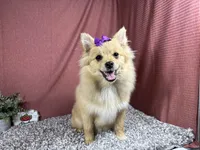 Posey, a female Pomeranian for sale in Waynesville, MO – 3 of 4