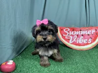 Sophia, a female Yorkshire Terrier for sale in Waynesville, MO – 2 of 3