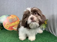 Gilroy, a male Shih Tzu for sale in Waynesville, MO – 3 of 8