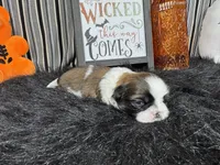 Glen, a male Shih Tzu for sale in Waynesville, MO – 3 of 3
