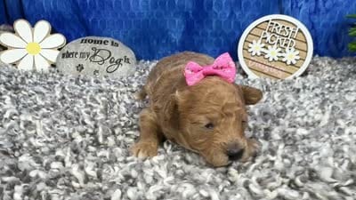 August, a female Maltipoo for sale in Waynesville, MO – 4 of 4
