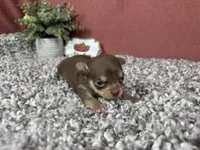 Maribella, a female Chihuahua for sale in Waynesville, MO – 2 of 4