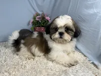 Grizzley, a male Shih Tzu for sale in Waynesville, MO – 3 of 4