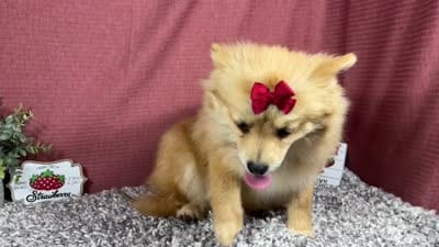 Penny, a female Pomeranian for sale in Waynesville, MO – 4 of 10