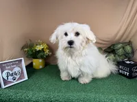Izen, a male Havamalt for sale in Waynesville, MO – 6 of 10