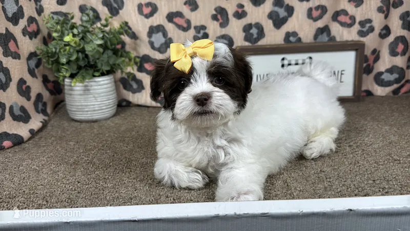 Treasure – Shih Tzu puppy for sale in Waynesville, MO