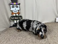 Ghost, a male Miniature Dachshund for sale in Waynesville, MO – 2 of 3