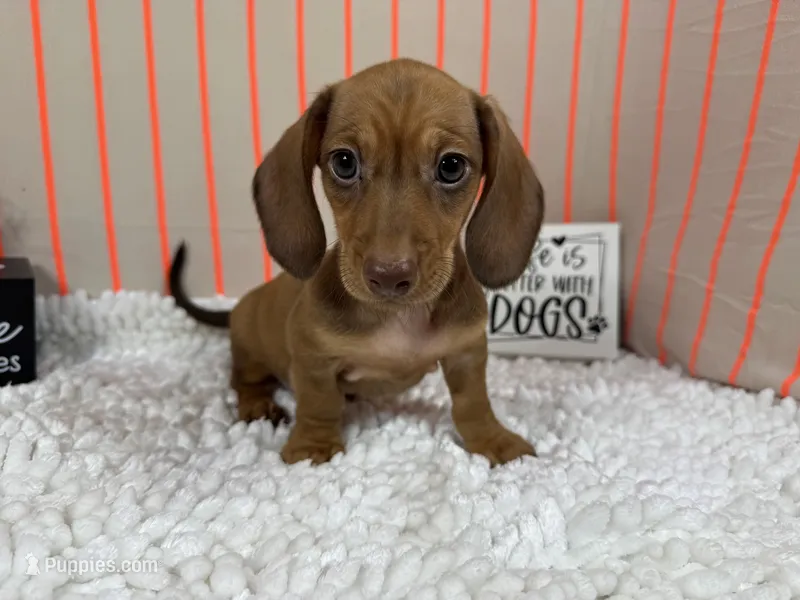 Wilber – Miniature Dachshund puppy for sale in Waynesville, MO