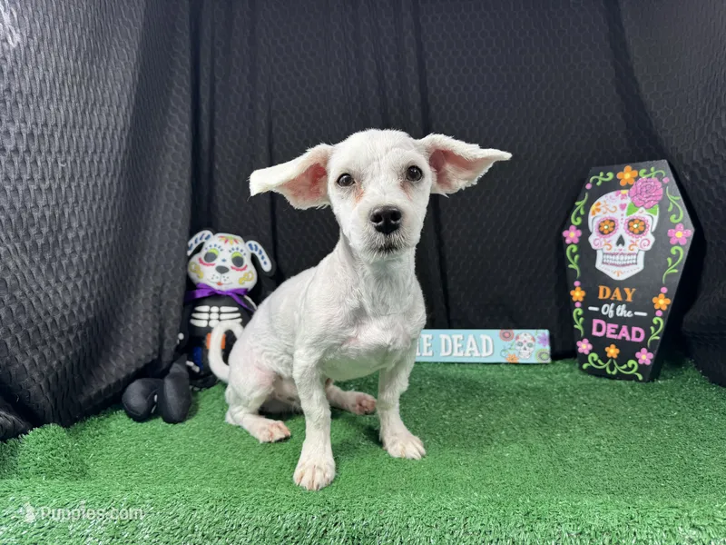 Izen – Havamalt puppy for sale in Waynesville, MO