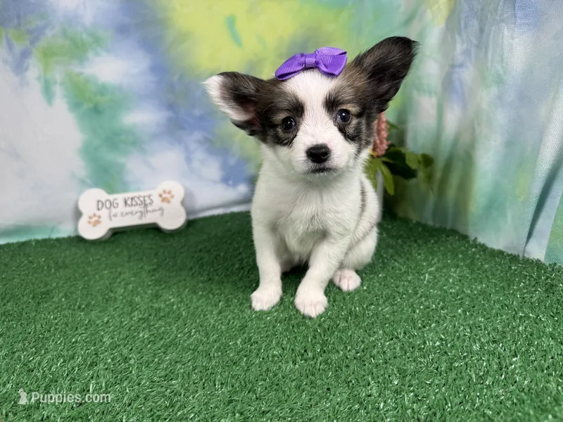 Lexie – Papillon puppy for sale in Waynesville, MO