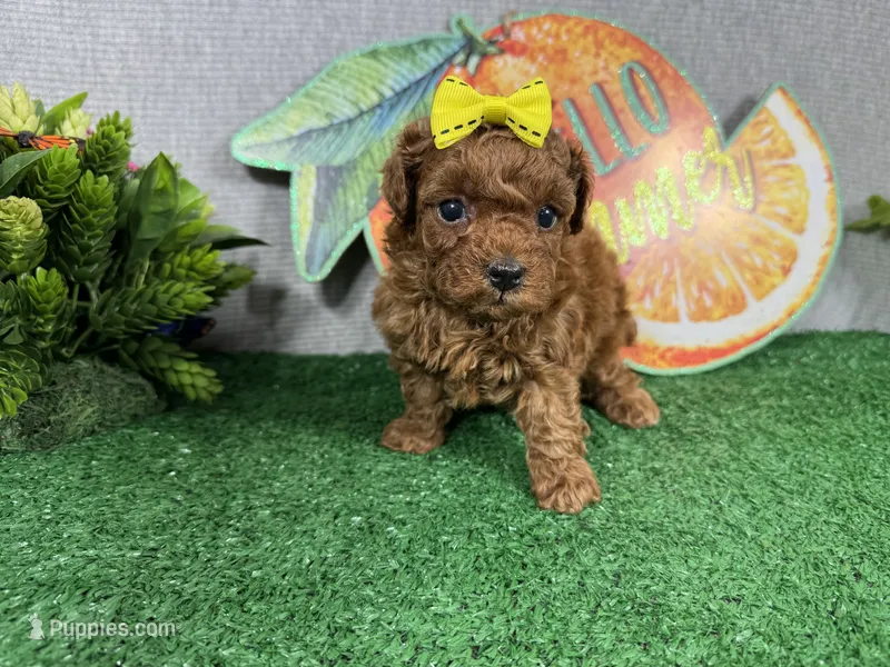 Daisy – Poodle - Toy  puppy for sale in Waynesville, MO