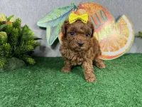 Daisy, a female Poodle - Toy  for sale in Waynesville, MO – 1 of 4