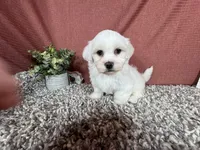 Ian, a male Havamalt for sale in Waynesville, MO – 5 of 10